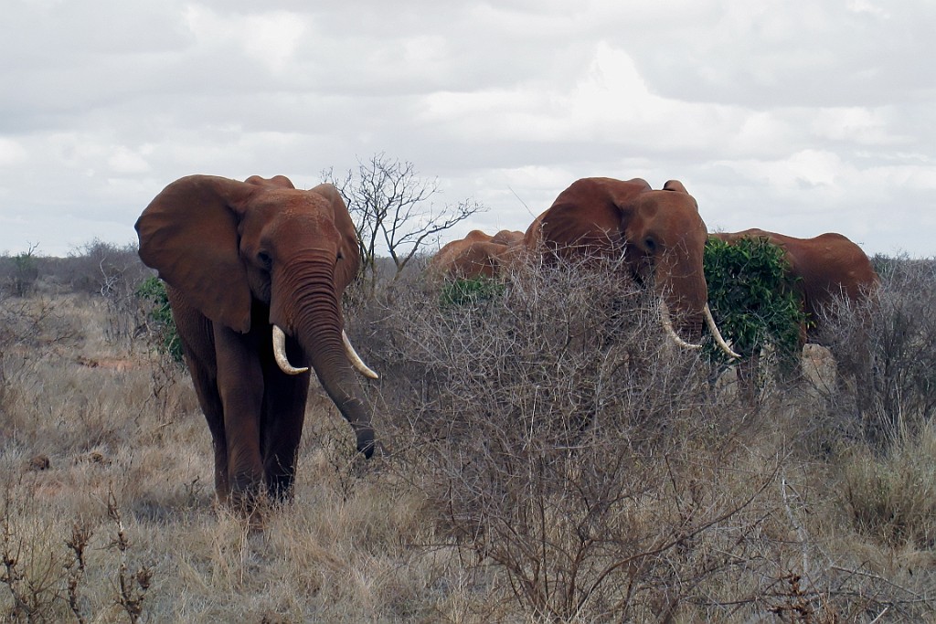 Kenia (357).jpg